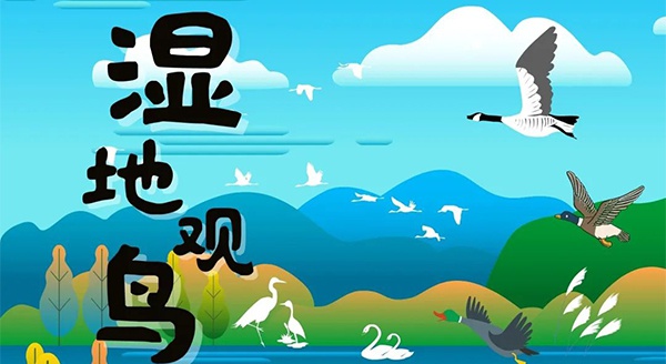 【独立观鸟一日营】走进白马湖湿地，一起来探寻鸟儿的秘密